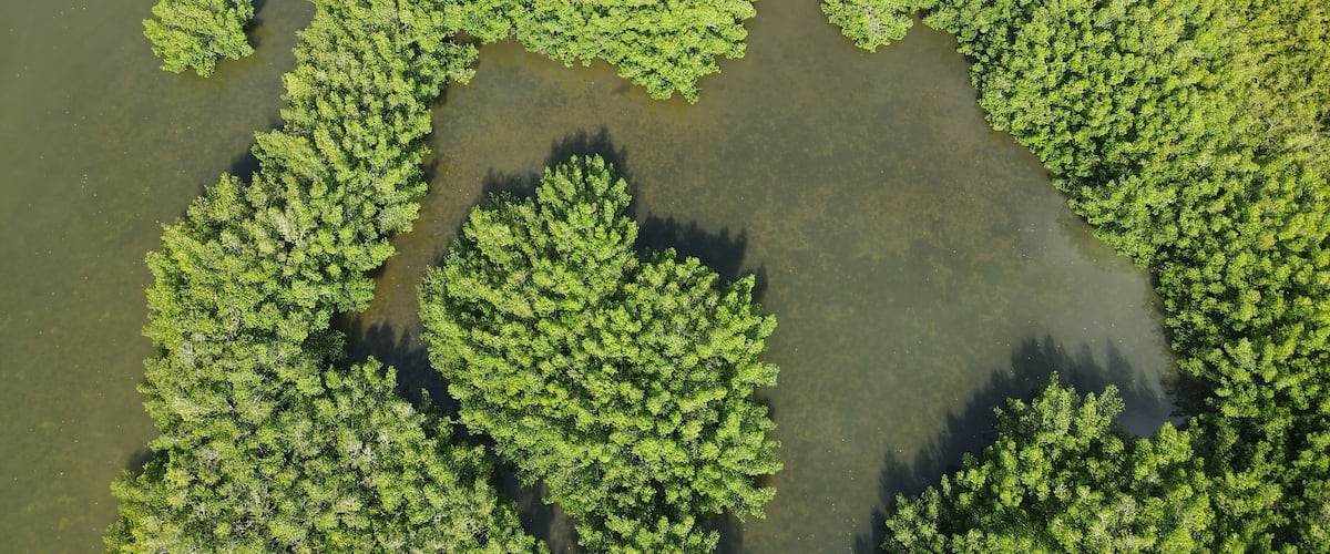 An Aerial Drone Photo of Florida Wetlands and coastal mangroves Tampa, Florida