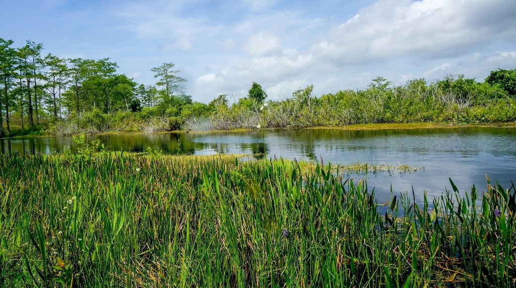 beautiful swamp river in summer
