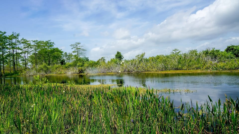 beautiful swamp river in summer