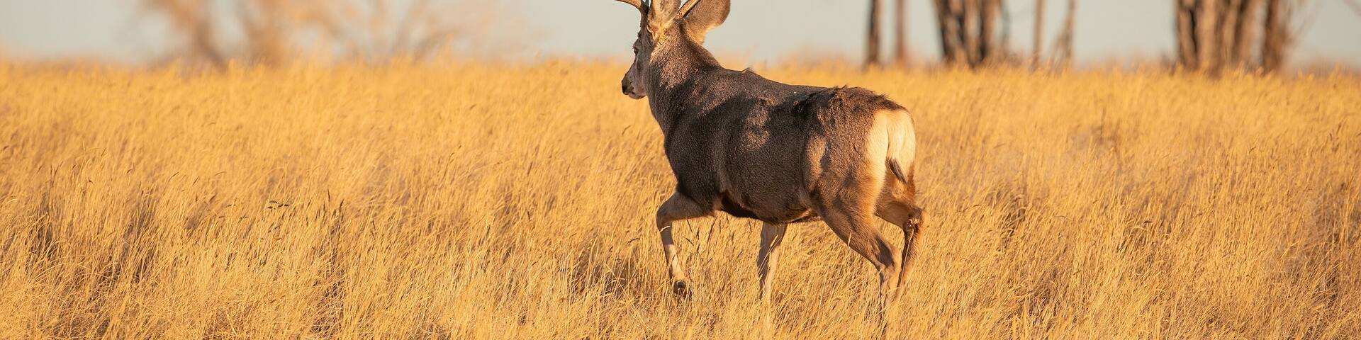 Mule Deer Trophy buck walking in field