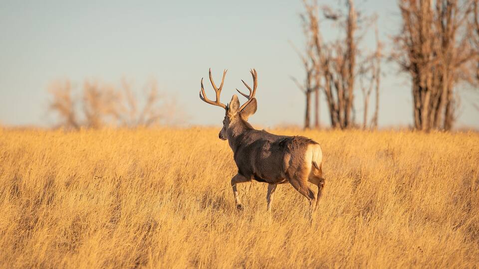 Mule Deer Trophy buck walking in field