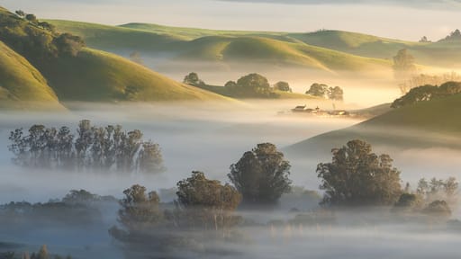 A foggy winter morning in Marin and Sonoma Counties, near Petaluma, California.