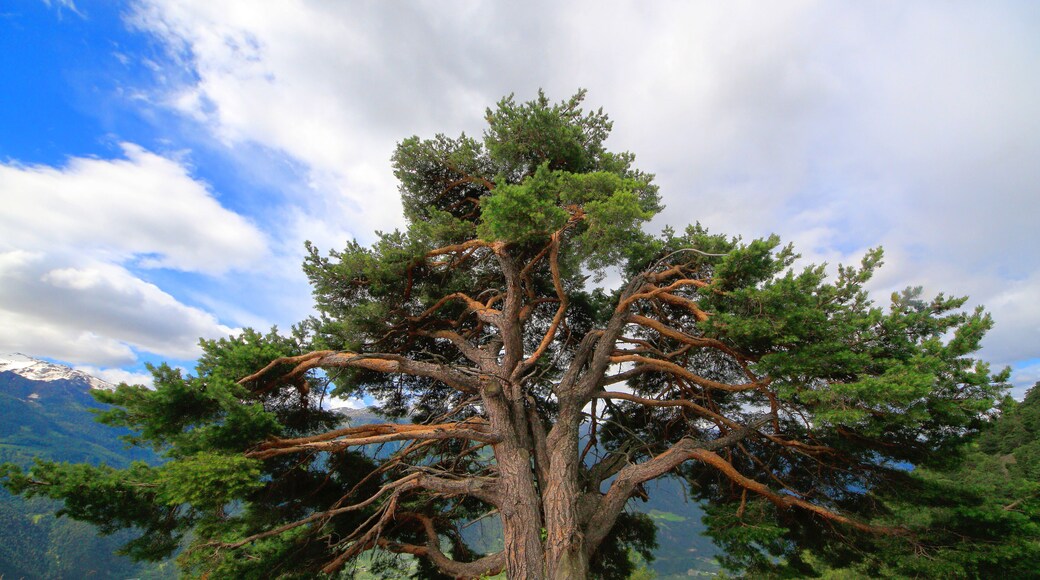 Zirbelkiefer (Pinus cembra) alter Baum in den Alpen, Südtirol, Italien