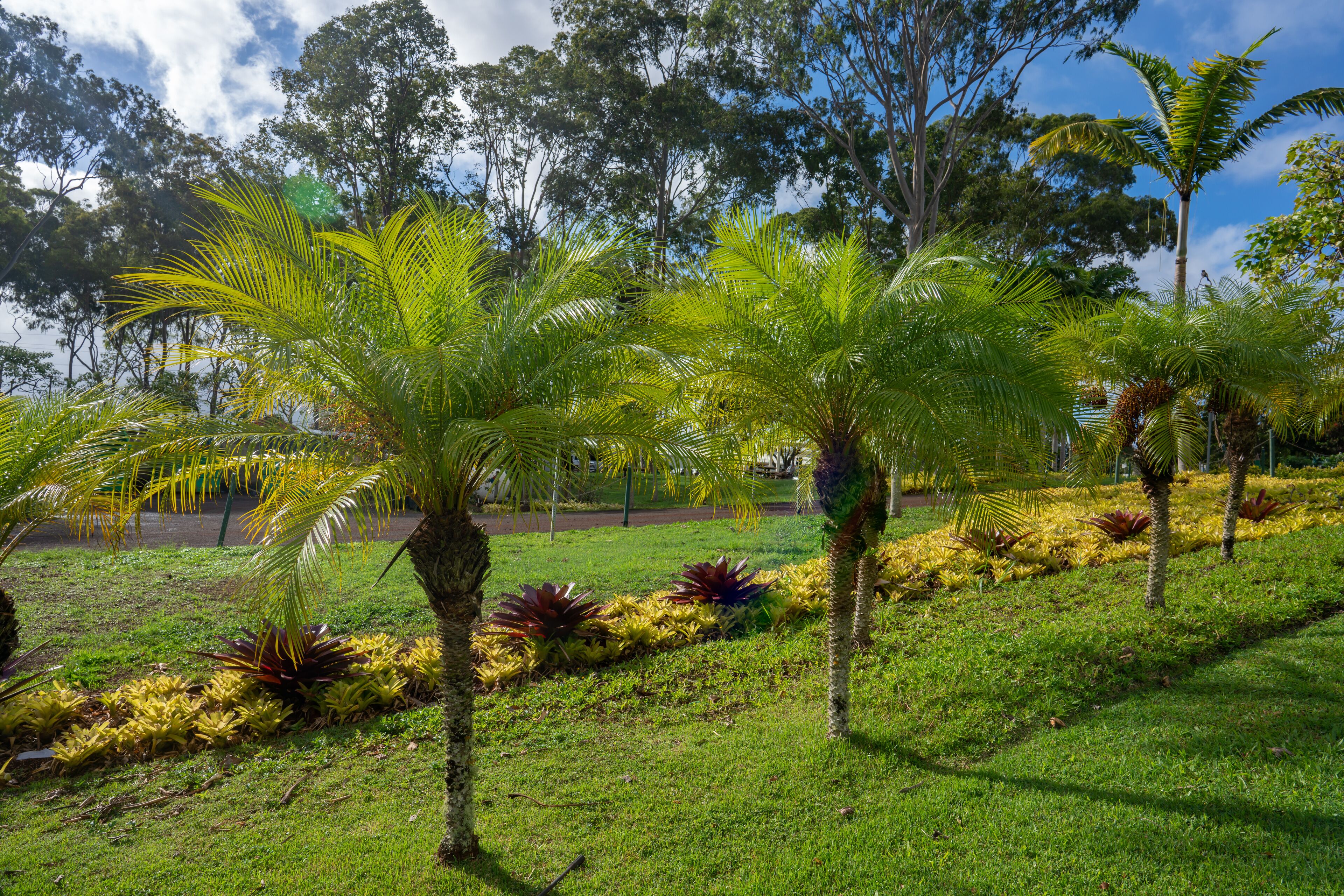 Phoenix roebelenii, with common names of dwarf date palm, pygmy date palm, miniature date palm or robellini palm, is a species of date palm. Dole Plantation Oahu Hawaii