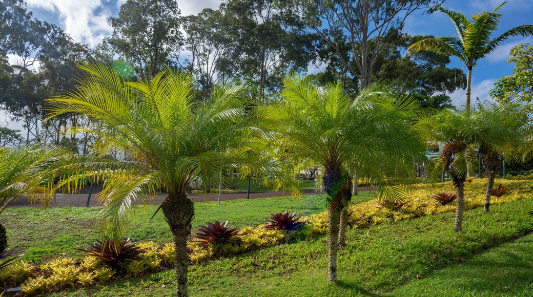 Phoenix roebelenii, with common names of dwarf date palm, pygmy date palm, miniature date palm or robellini palm, is a species of date palm. Dole Plantation Oahu Hawaii