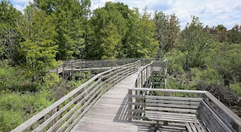 Boardwalk trail at Audubon Corkscrew Swamp Sanctuary in Naples, Florida. Includes a 2 miles hike through pine flat woods and wet prairie ecosystems within the Sanctuary.