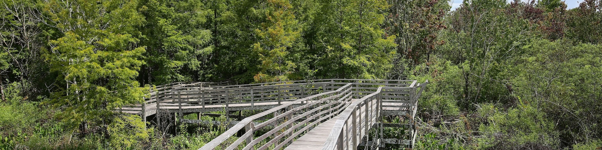 Boardwalk trail at Audubon Corkscrew Swamp Sanctuary in Naples, Florida.  Includes a 2 miles hike through pine flat woods and wet prairie ecosystems within the Sanctuary.