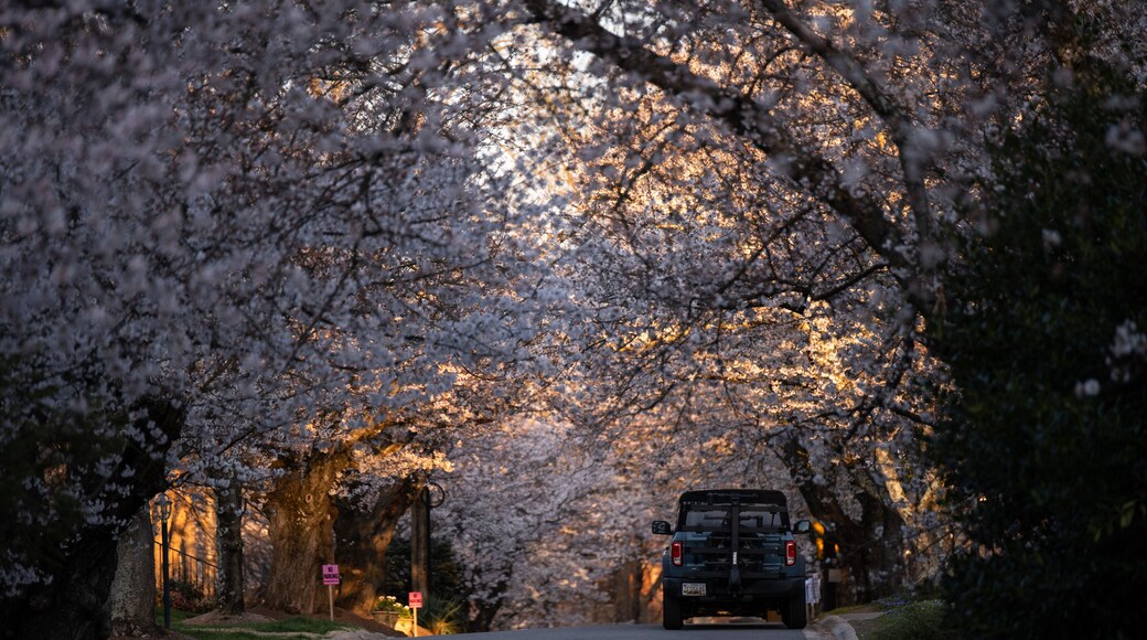 Cherry blossom at the kenwood, Maryland