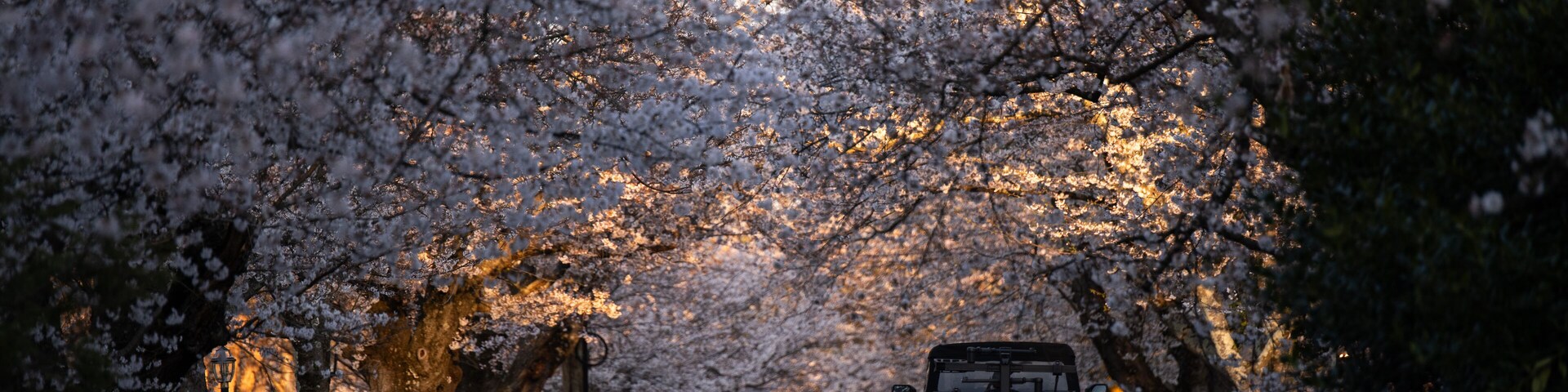 Cherry blossom at the kenwood, Maryland
