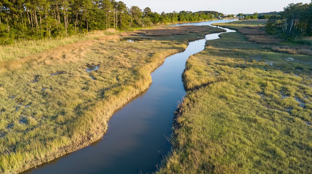 Salt marsh, creek and loblolly pine trees near the Chesapeake Bay.; Hampton, Fox Hill - Grandview, VA, USA