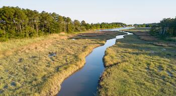 Salt marsh, creek and loblolly pine trees near the Chesapeake Bay.; Hampton, Fox Hill - Grandview, VA, USA