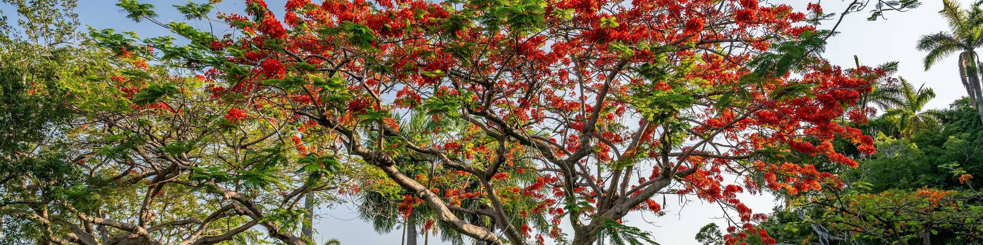 Allapattah, Miami FL