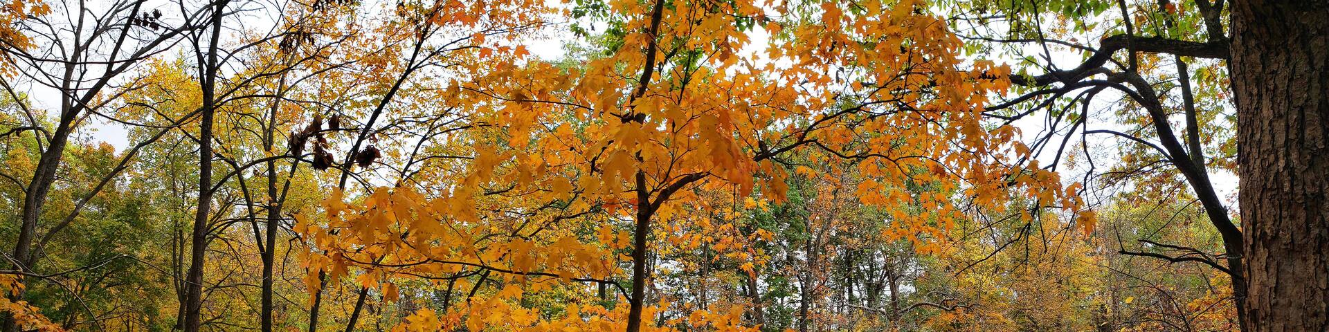Indian Run Park in Autumn, Dublin, Ohio