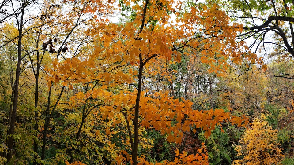 Indian Run Park in Autumn, Dublin, Ohio