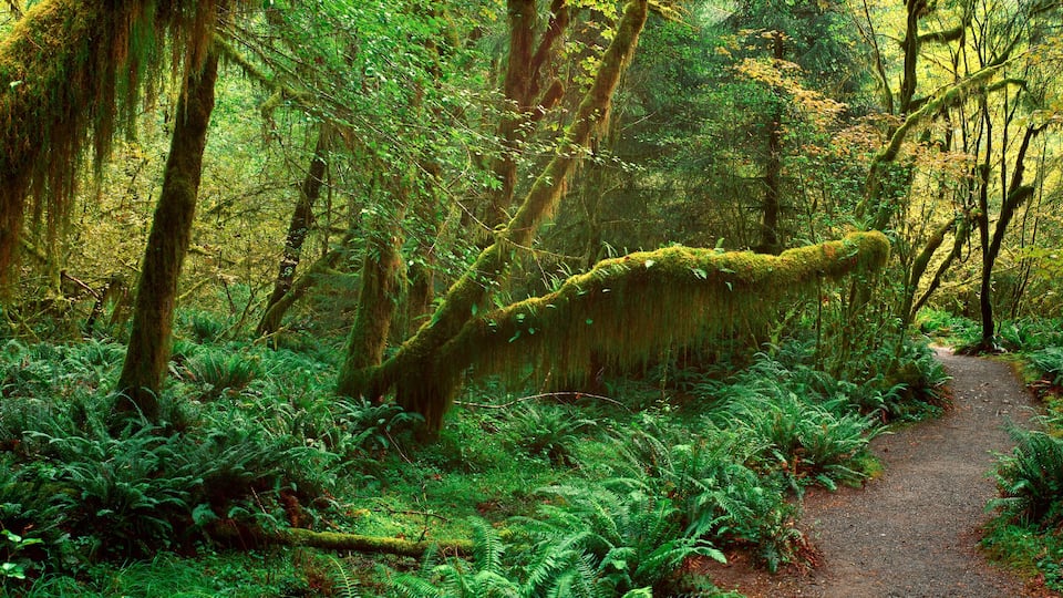 Hoh Rainforest, Olympic National Park, Washington