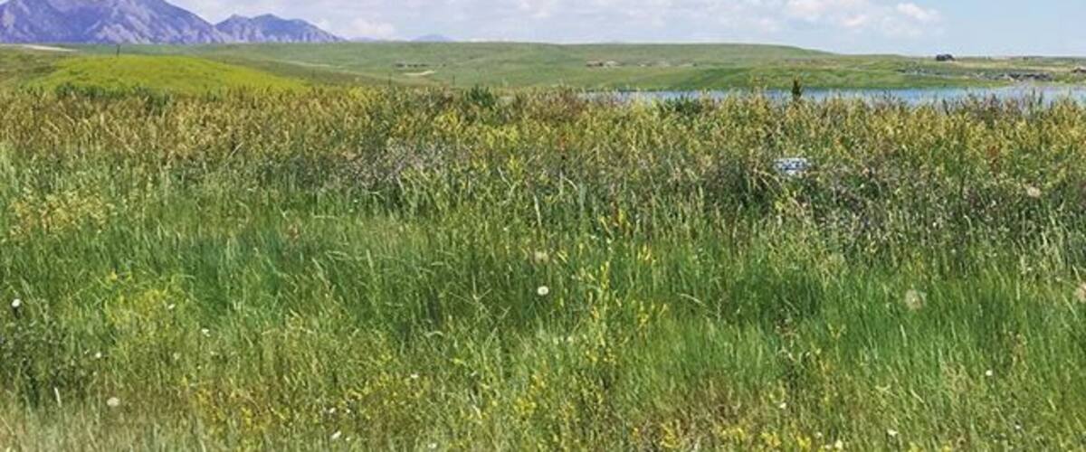 One more from last weekend... This is passing by Standley #lake with a view north towards #Boulder & the #flatirons #colorado #summer #nature