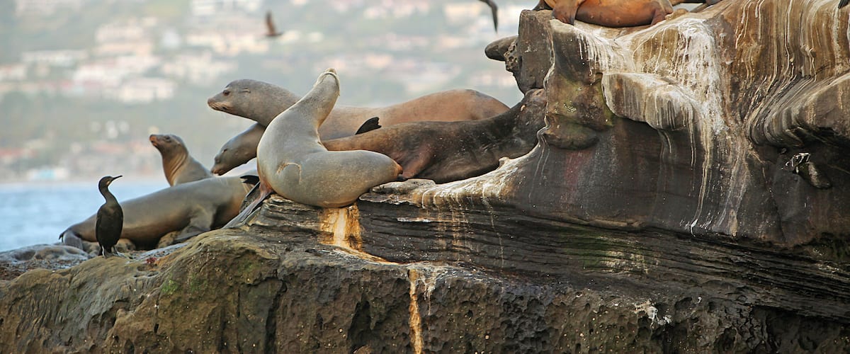 Children's Pool, La Jolla, California