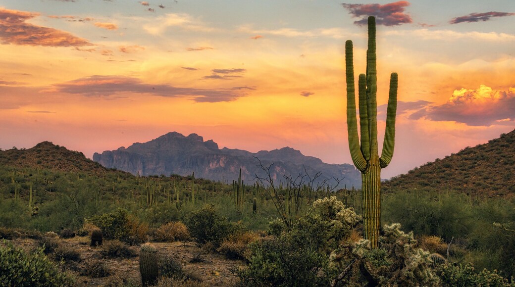 Saguaro and Superstition Mountain at Sunset