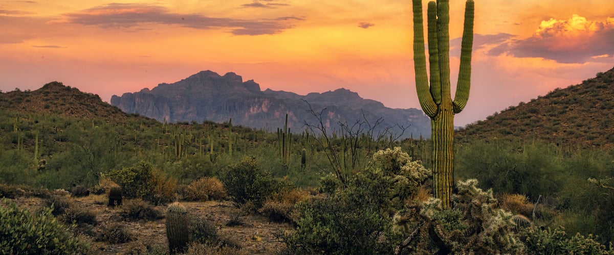 Saguaro and Superstition Mountain at Sunset