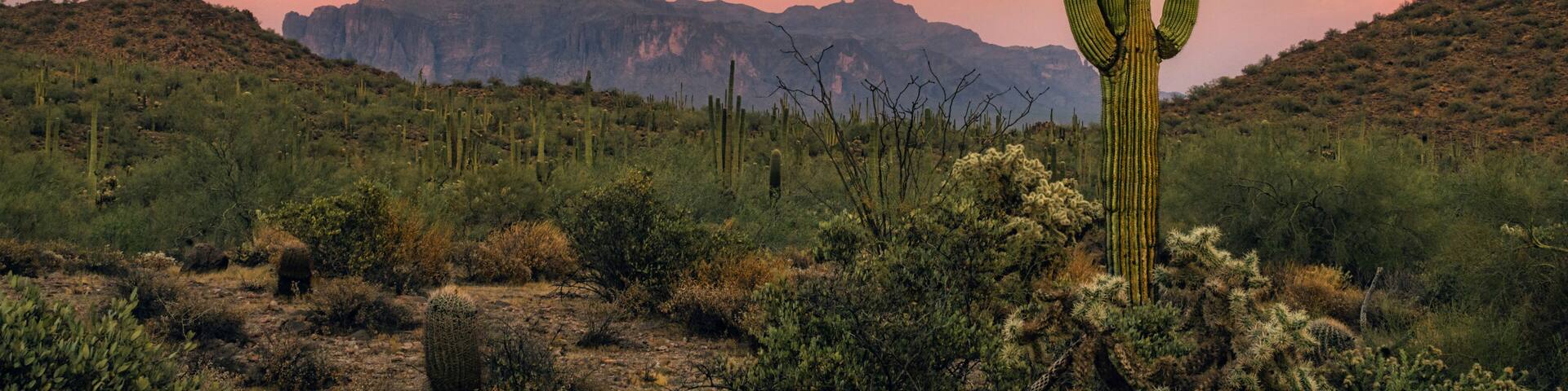 A desert landscape with a prominent cactus in the foreground, a mountain range in the background, and a sunset sky.
