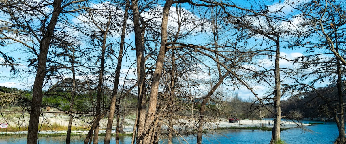 Image of bald cypress trees in Frio  river. Slender trunks, leafless, reaching towards sky in Garner State Park, Texas, USA