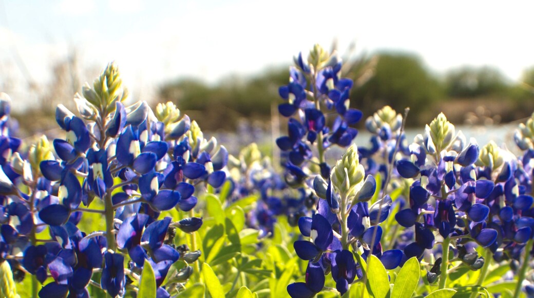 Bluebonnet field in Texas