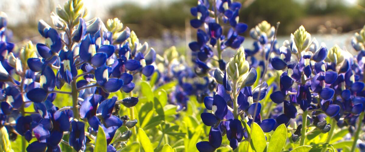 Bluebonnet field in Texas