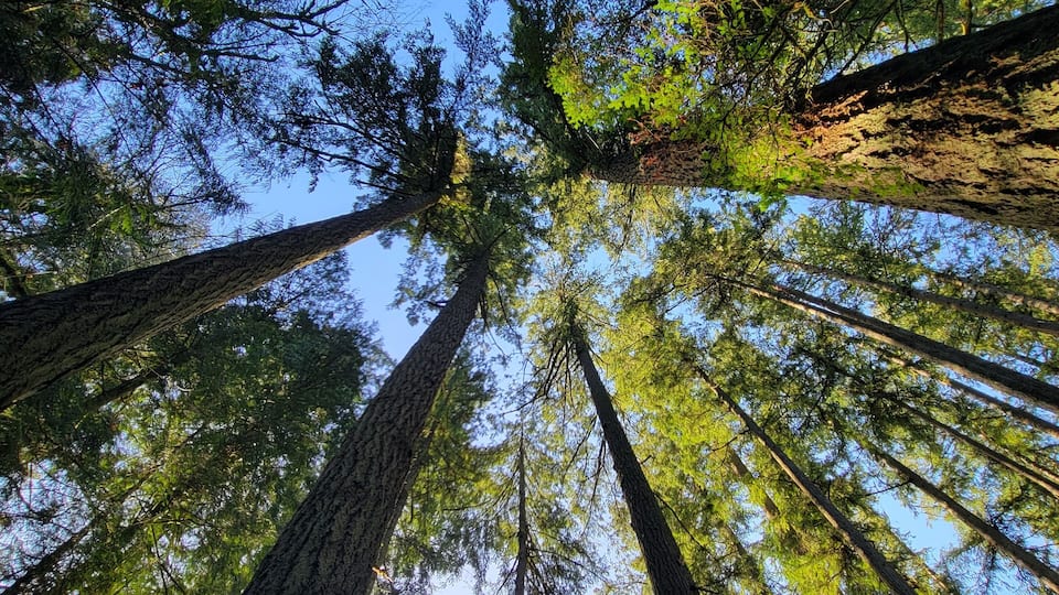 A low-angle view of towering evergreen trees in Tualatin Hills Nature Park, capturing lush green foliage and blue sky