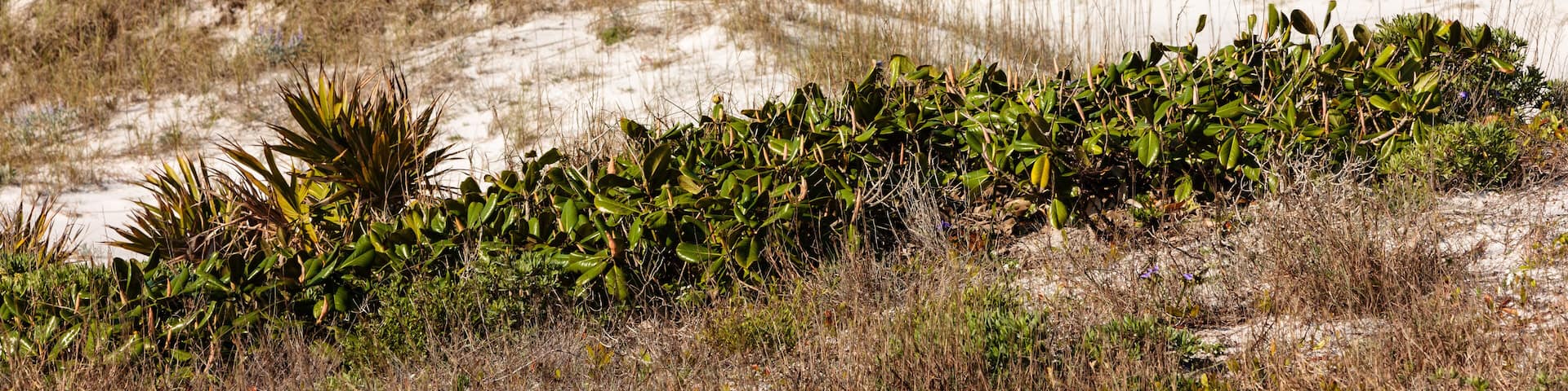 Looking to the Gulf of Mexico from athe beach at Topsail Hill Preserve, Santa Rosa Beach, Florida