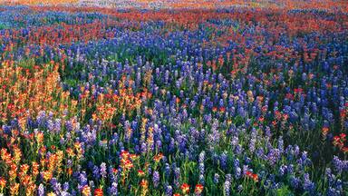 A field of colorful wildflowers.