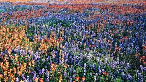 En blomstereng med farverige blomster.