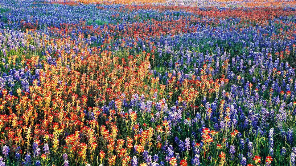 USA, Texas, Llano. A colorful pattern is created by bluebonnets and redbonnets in the Texas hill country near Llano.