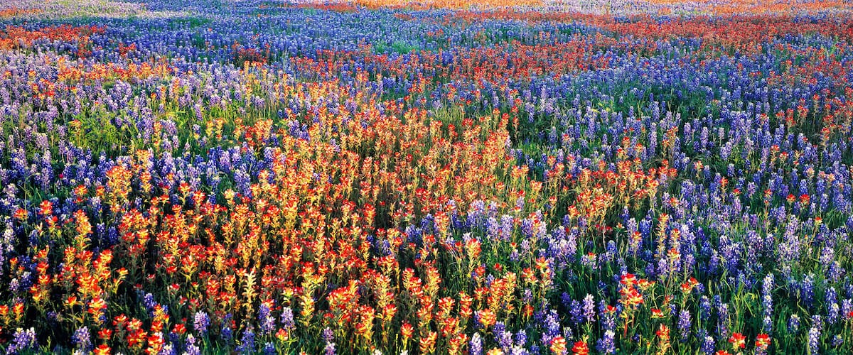 A field of colorful wildflowers.
