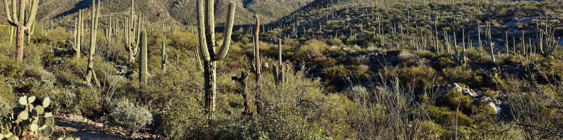 A desert landscape with tall cacti and snow-capped mountains in the background.