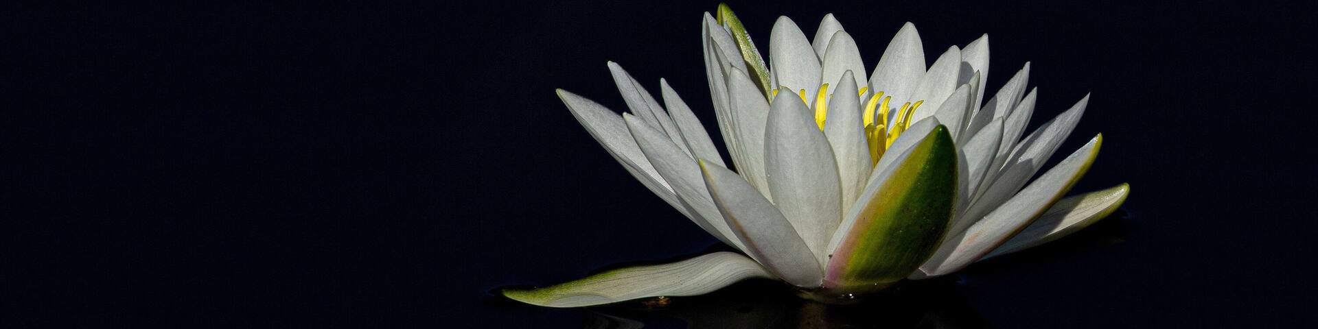 A single white water lily with yellow stamens on a dark reflective water surface.