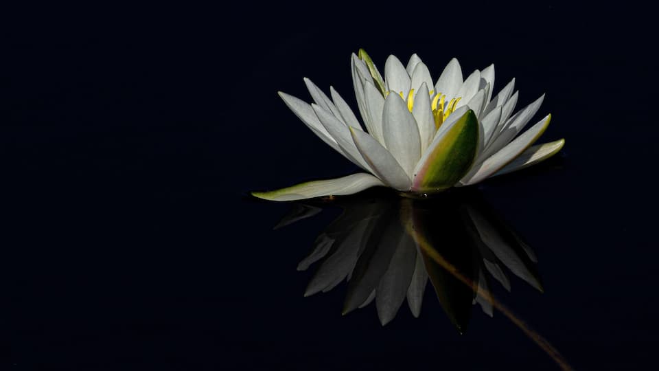 A single white water lily with yellow stamens on a dark reflective water surface.