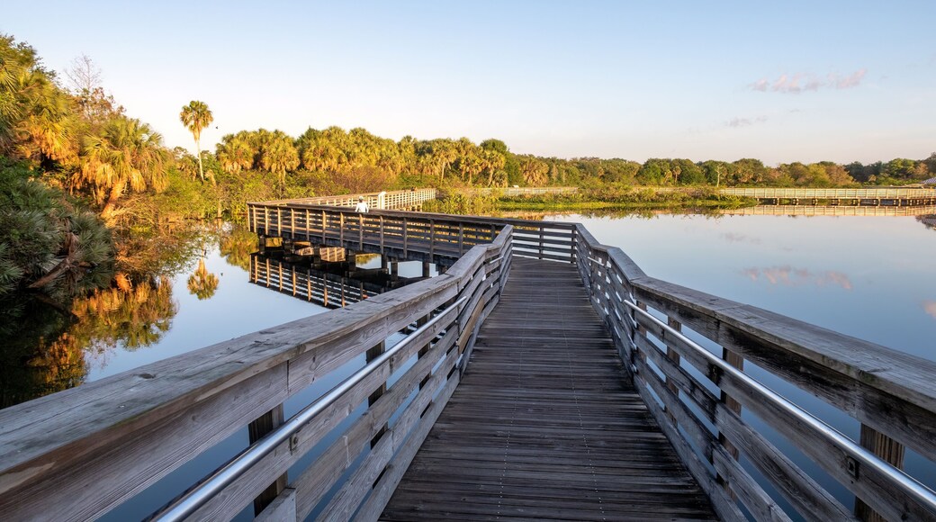 Elevated boardwalk at Green Cay Nature Center and Wetlands in Boynton Beach, Florida on clear cloudless sunny morning.