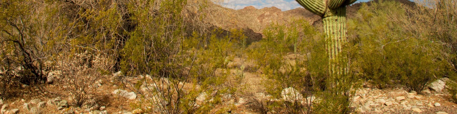 Saguaro Cacti in White Tank Mountain Park