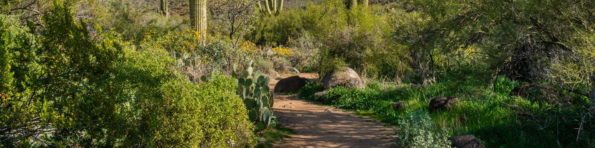 A desert landscape with tall cacti and a dirt path.