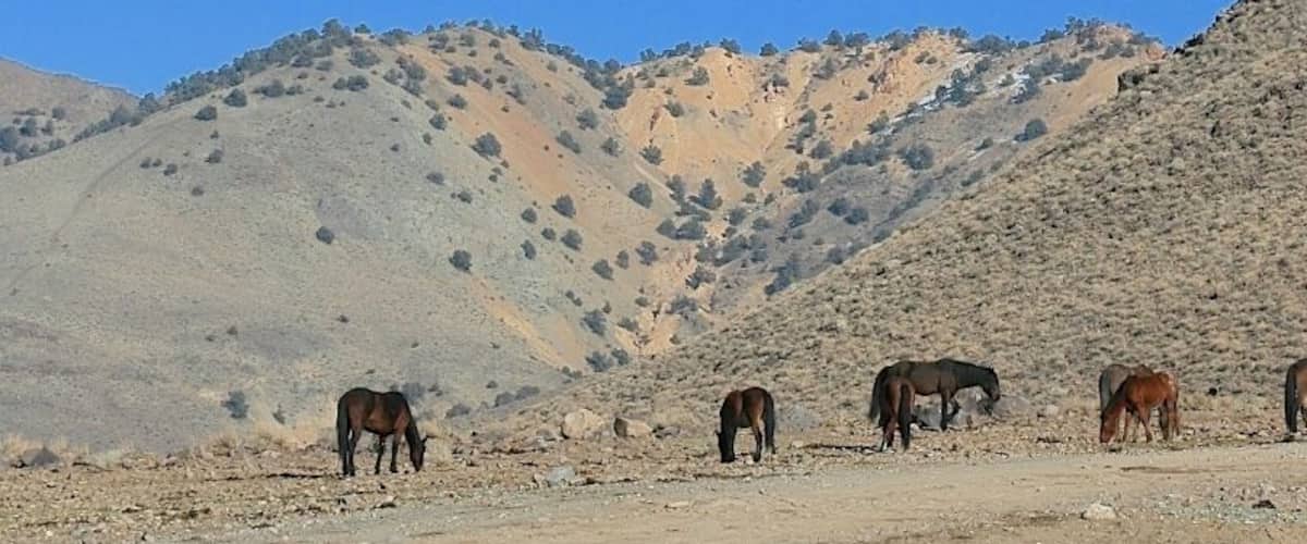 #TroveOn The elusive Mustangs have been Grazing at Rattlesnake Mountain. #roadtrip