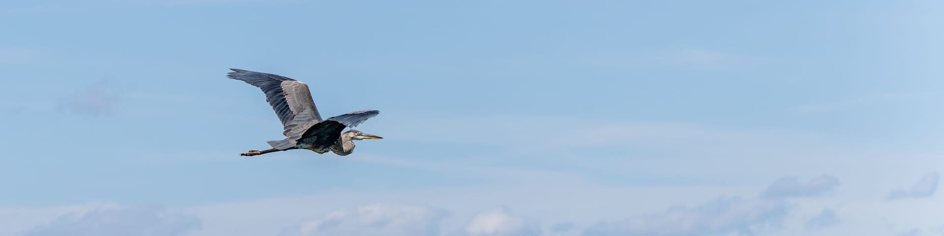 A bird of prey flying over a landscape with trees and a distant mountain range.
