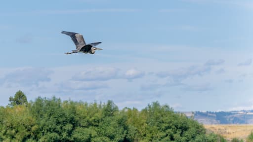 A bird of prey flying over a landscape with trees and a distant mountain range.