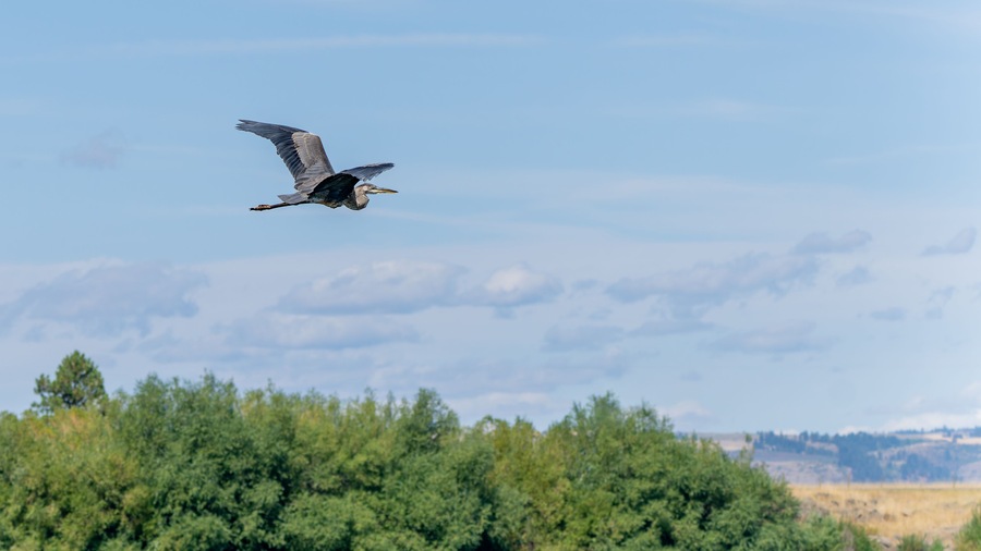 Et rovfugl flyver over et landskab med træer og fjerne bjerge.