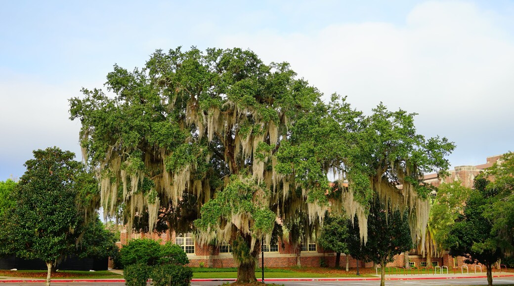 Florida State University Campus building
