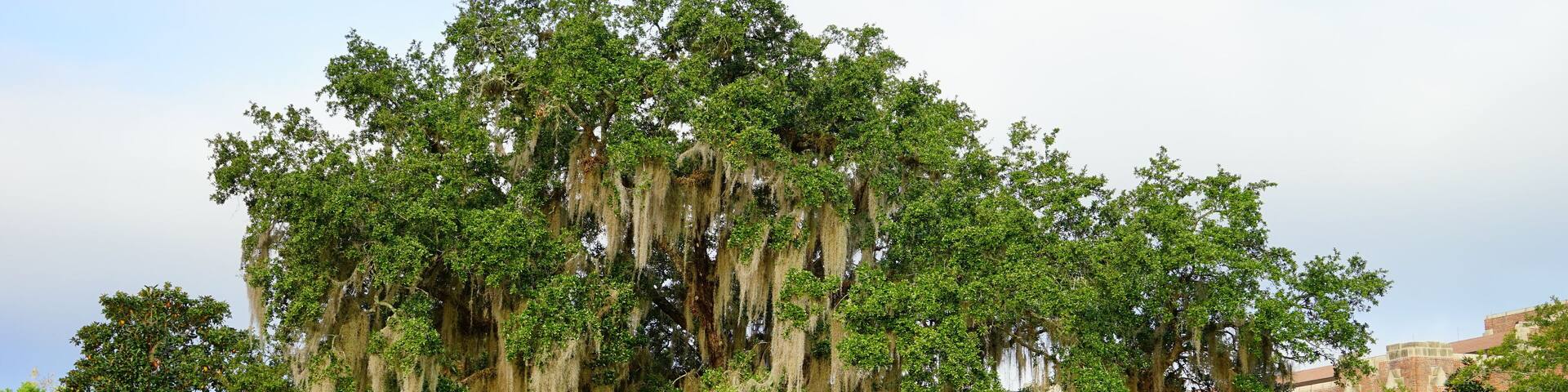 Florida State University Campus building