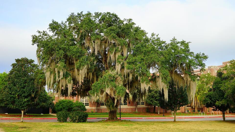 Florida State University Campus building