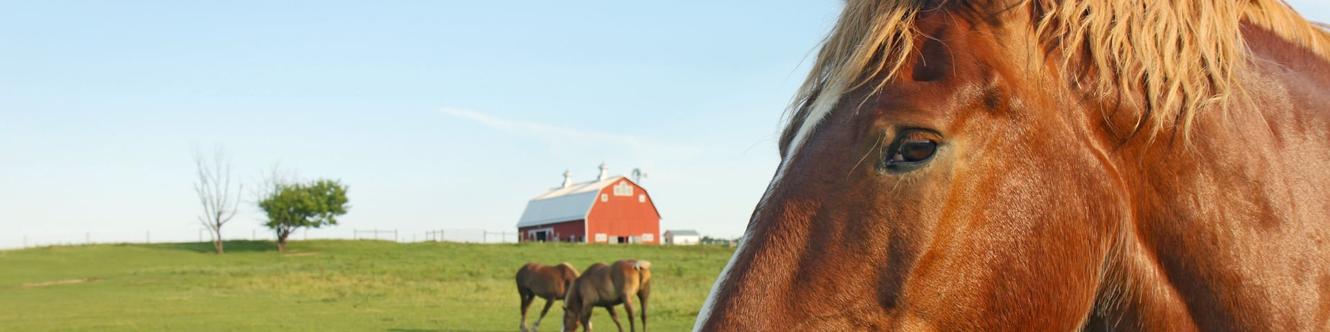 Horses and barn with copy space