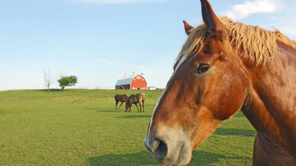 Horses and barn with copy space