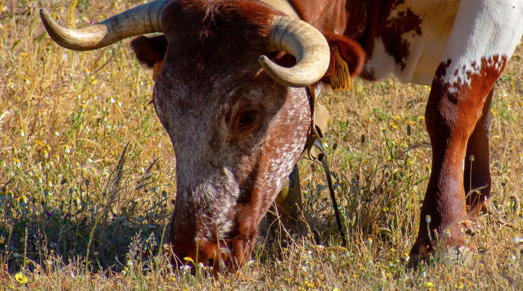 Wild bull in an Alentejo landscape, Portugal
