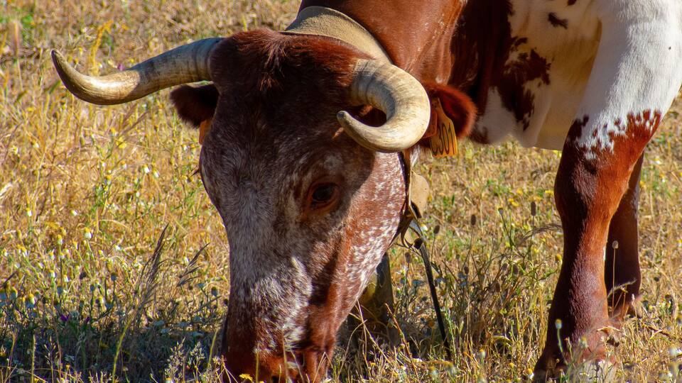 Wild bull in an Alentejo landscape, Portugal